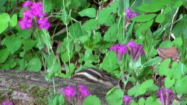 シマリスとムシトリナデシコの花