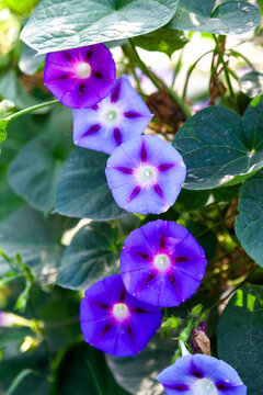 Purple morning glory flowers climbing among green leaves, Jammu and Kashmir, Srinagar, India