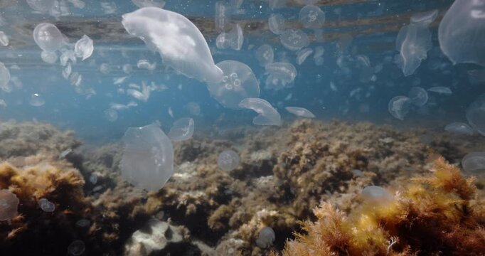 Dense bloom of translucent jellyfish drifting above an algae covered seabed in sunlit coastal waters.