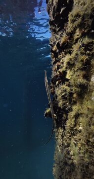 Underwater wall with Broadnosed pipefish covered with mussels and algae in blue seawater