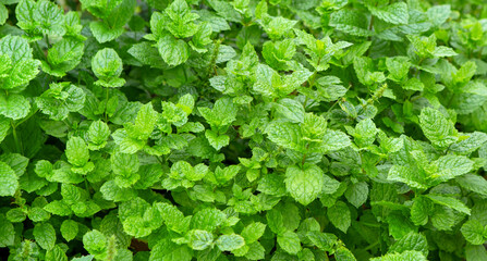 Mint leaves,  Spearmint, Peppermint, grow in the garden © romiri
