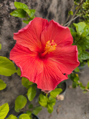 Red Hibiscus Flower Blooming Among Green Leaves. © PNG WORLD