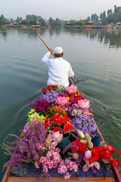 Flower laden shikara rowed by a flower seller on Dal Lake, Jammu and Kashmir, Srinagar, India