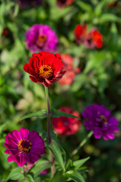 Red and purple zinnia flowers in a garden, Jammu and Kashmir, Srinagar, India