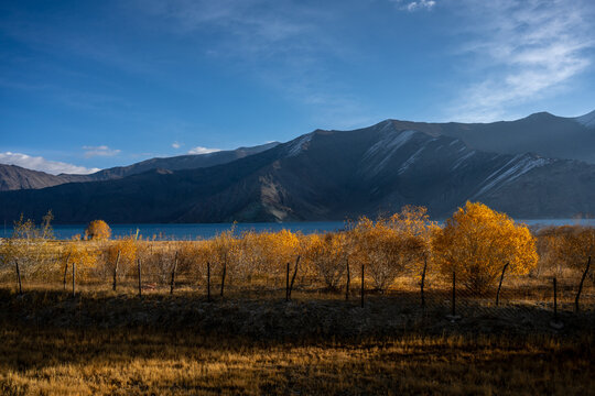 The golden leaves with a snow mountain on PANGONG Lake in LEH,India 
