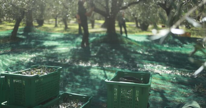 Farmer harvesting olives from trees outdoor for virgin extra unfiltered oil production - Organic, healthy products and farm lifestyle concept - UGC vertical content