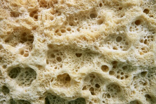 Close-up view of a natural sea sponge with porous texture and organic form in underwater environment