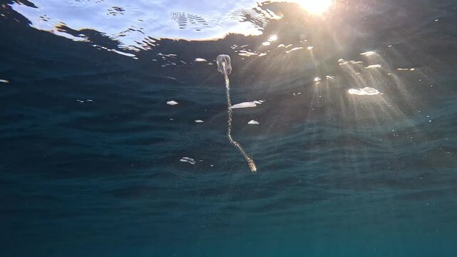 Tiny transparent jellyfish floating under ocean surface with sun rays underwater