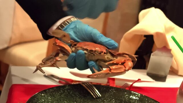 Server wearing blue disposable gloves holds steamed whole crab over black ceramic plate on white tablecloth in intimate restaurant setting. Hands turn crab to expose underside and claws while bright