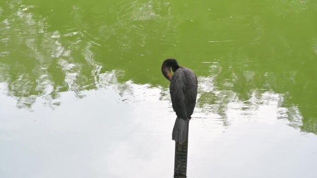 A perched dark waterbird stands above green pond reflections with its long tail hanging beside a narrow post.