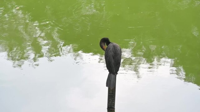 A dark waterbird perches on a narrow post above green pond water and reflected foliage.