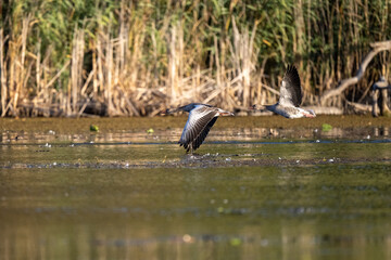 Im Herbst sammeln sich unzählige Gänse um in den Süden zu fliegen, schöne herbstlich Kulisse in den Morgenstunden © StG Stockfoto