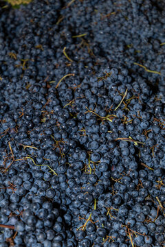 wine grapes ready to be crushed