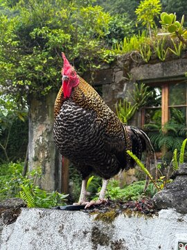 Rooster standing by wall on azores island
