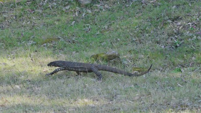 Adult Lace Monitor Lizard walking along the ground to the left.