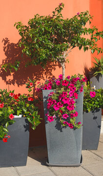 Blooming petunia pot orange wall Italy. Autumn cozy outdoor lifestyle garden decor. Mediterranean home exterior patio design guide.
