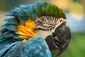 ルリコンゴウインコの顔 © utarock