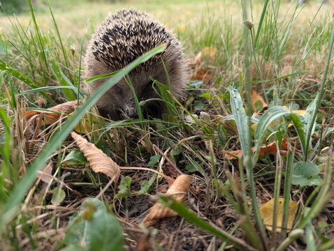 Wild European Hedgehog Foraging Among Autumn Leaves