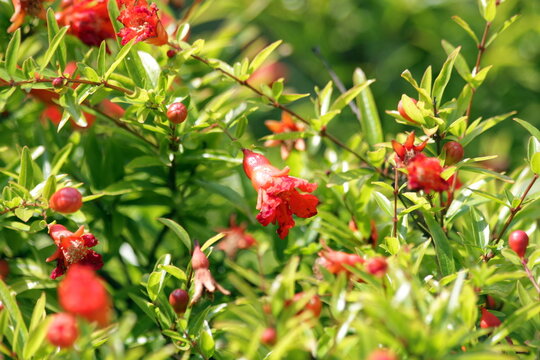 Vibrant Pomegranate Blossoms Amidst Green Foliage
