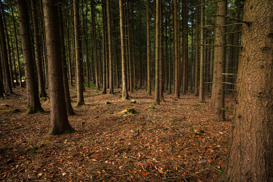 autumn in the woods