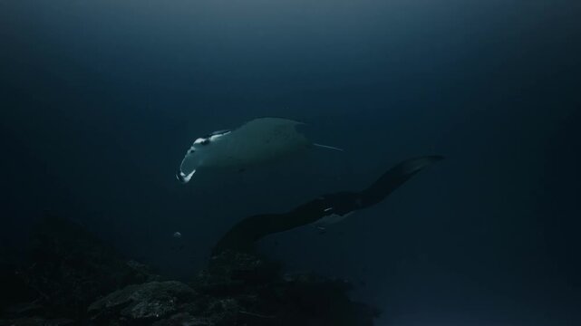 Two Manta Rays Swimming in Deep Blue Ocean Waters