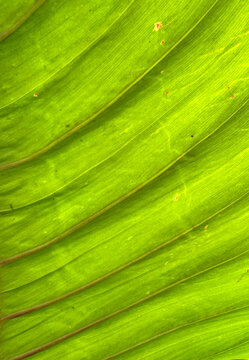 texture of translucent green and yellow tropical leaf with parallel lines and textured organic details.