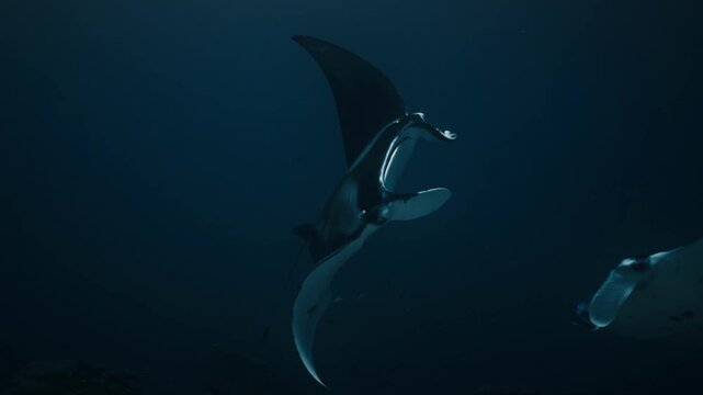 Two Manta Rays Swimming Gracefully in Deep Blue Ocean Waters