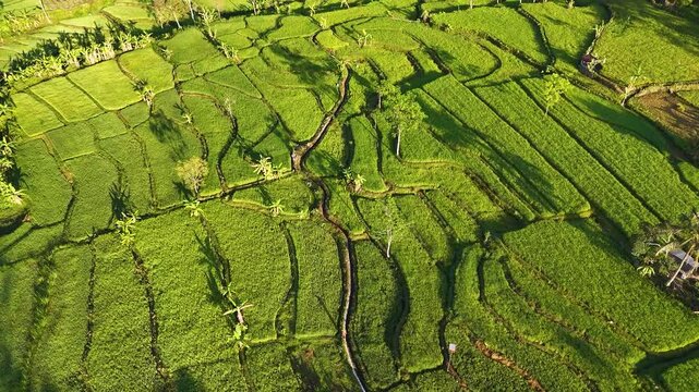 Aerial view of coconut trees and green rice fields in Indonesia