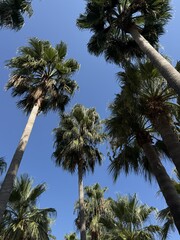 Tall palm trees against a clear blue sky on a sunny day, tropical nature and vacation background © gunenko_ya