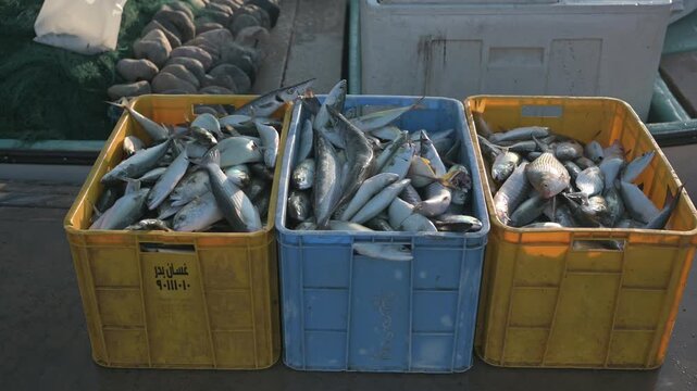 Fresh Sea Fish Stored in Buckets at Mutrah Fish Market, Oman. High Quality premium 4K video footage.