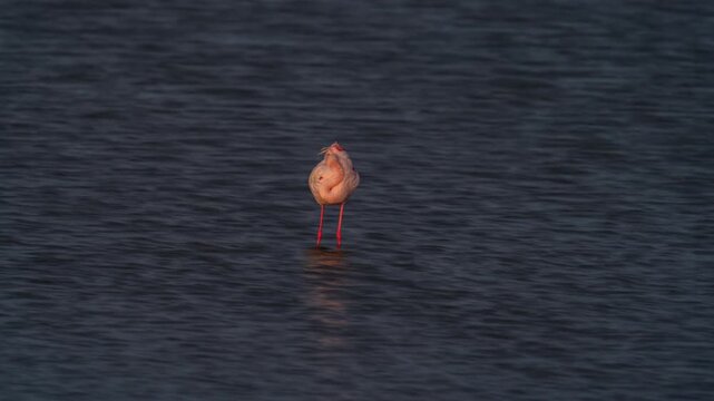 Resting Flamingo at Dusk in Rippling Water Timelapse