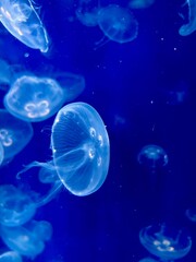 jellyfish in aquarium © Piyota