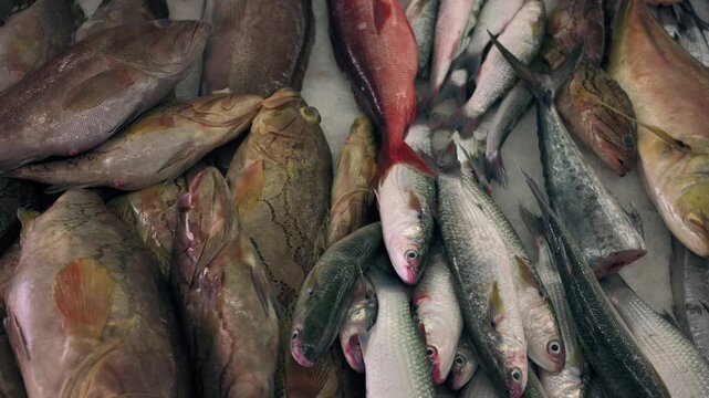 Close-up shots of mixed fresh sea fish displayed for sale at the traditional Mutrah Fish Market in Oman. High-quality 4K footage video.