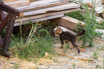 Tabby kitten walking past stacked wooden planks outdoors © Mariia RUMEX