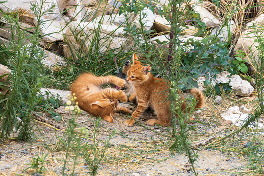 Two ginger kittens playing among weeds and rocks outdoors