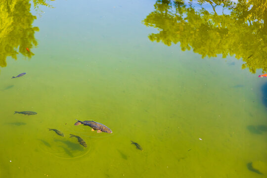 Fish swimming in green pond water under reflected trees