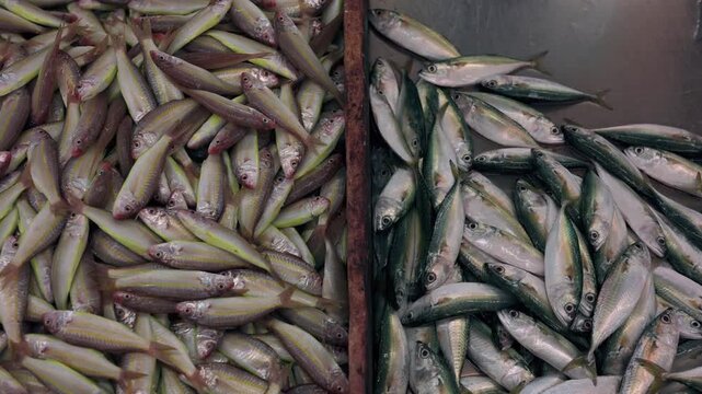 Close-up shots of mixed fresh sea fish displayed for sale at the traditional Mutrah Fish Market in Oman. High-quality 4K footage video.