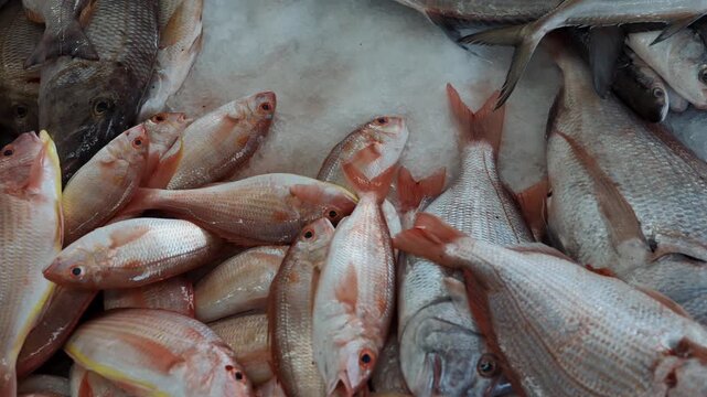 Close-up shots of mixed fresh sea fish displayed for sale at the traditional Mutrah Fish Market in Oman. High-quality 4K footage video.