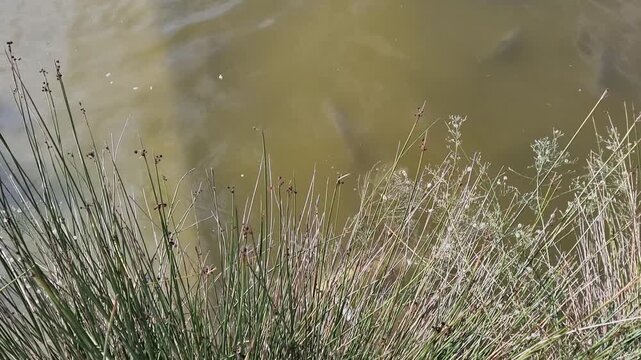 A group of large carp fish swimming and feeding in a murky green pond near a wooden dock, with aquatic reeds and ripples visible on the water surface under sunlight.