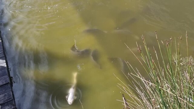 A group of large carp fish swimming and feeding in a murky green pond near a wooden dock, with aquatic reeds and ripples visible on the water surface under sunlight.