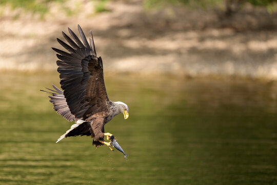 White tailed eagle flying over Loch Shiel with a caught fish