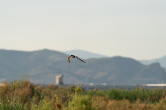Tern flying over wetland with mountains