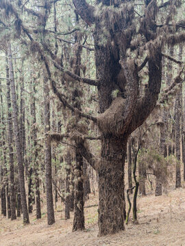 Pine forest on the hike Ruta de los Volcanos on La Palma, Canary Islands, Spain.