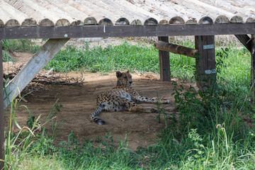 Cheetah Lying in the Shade Beneath a Wooden Shelter © Mykhailo