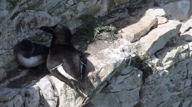A razorbill guarding it's chick