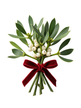 Bunch of mistletoe with white berries tied with a red bow, isolated on transparent background