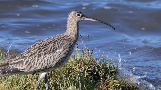 A Eurasian curlew foraging, Budle Bay