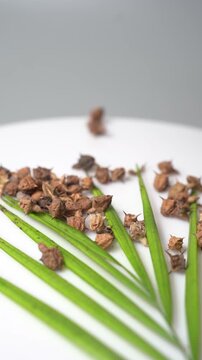 Gokhru &ndash; Tribulus Terrestris, Traditional Indian Ayurvedic Herb Known for Its Spiny Fruits, Herbal Wellness Uses and Botanical Importance