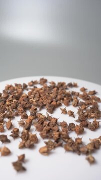 Gokhru &ndash; Tribulus Terrestris, Traditional Indian Ayurvedic Herb Known for Its Spiny Fruits, Herbal Wellness Uses and Botanical Importance