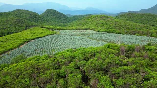Vast blue agave field for mezcal production